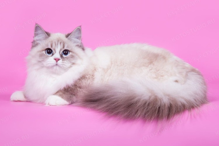 Невская маскарадная котята