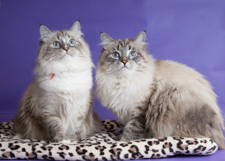 Невская маскарадная кошка