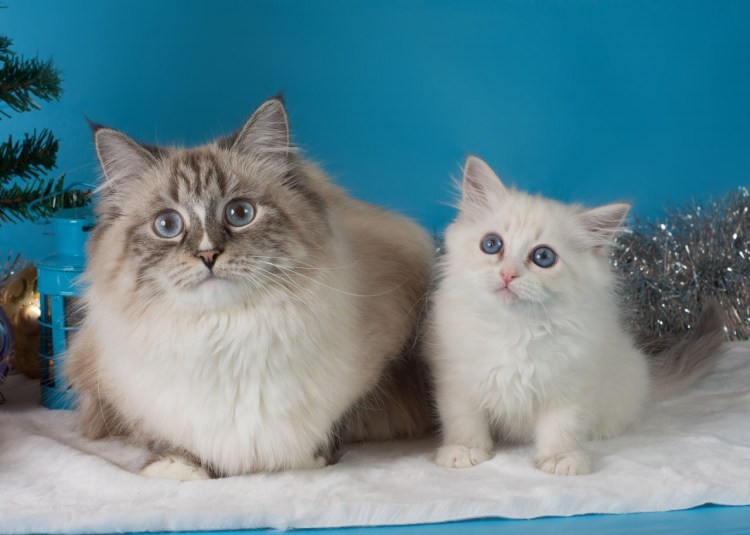 Невская маскарадная кошка колор Пойнт