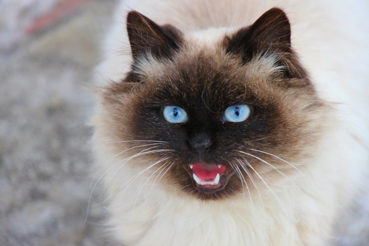 Сайт питомника звезда маскарада