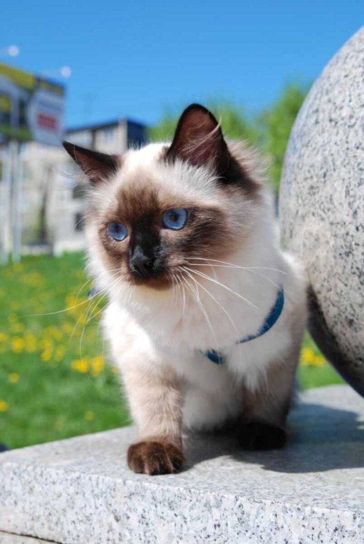 Невская маскарадная кот