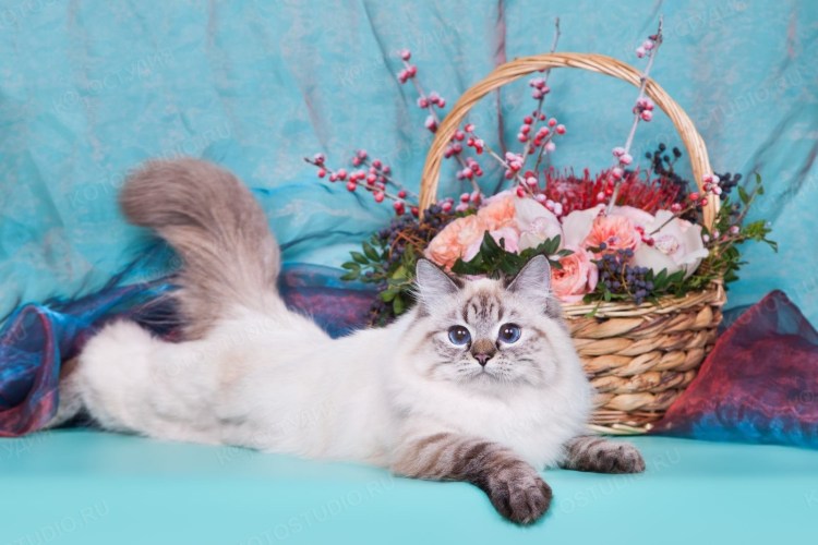 Сибирская Невская маскарадная