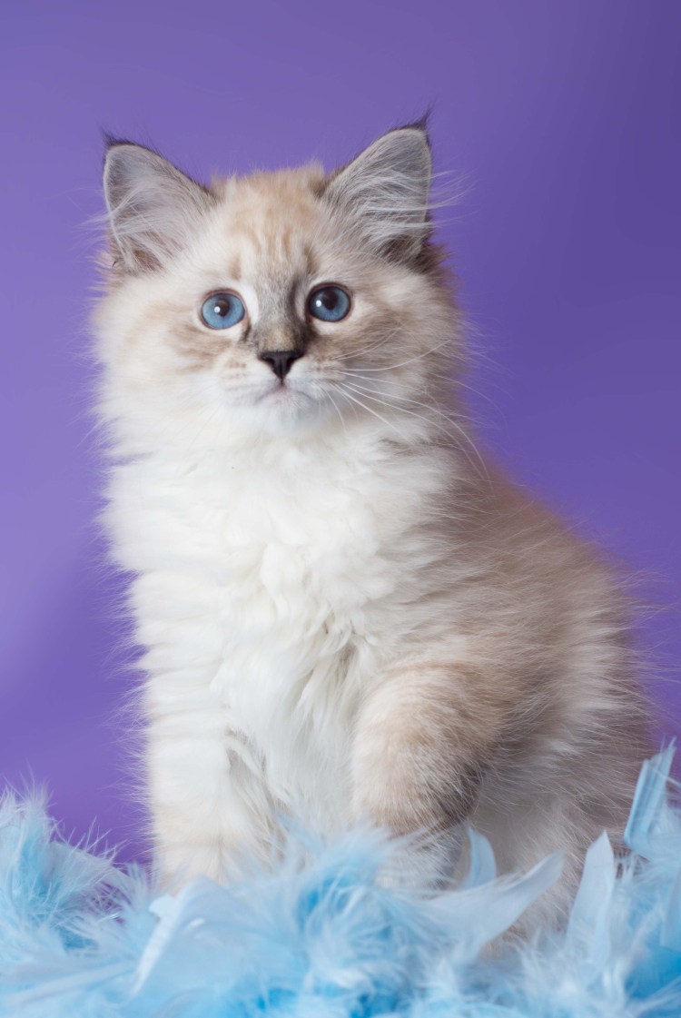 Невская маскарадная кошка