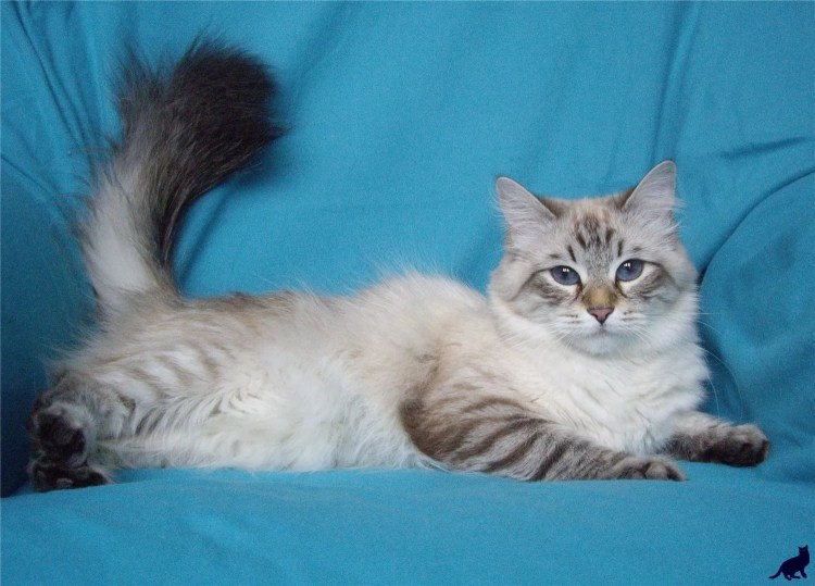 Невская маскарадная котята