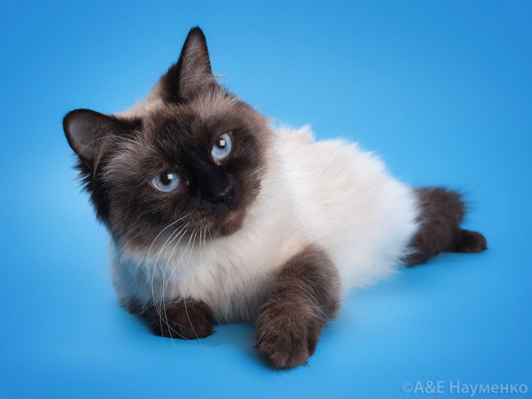 Рода кошек Невская маскарадная