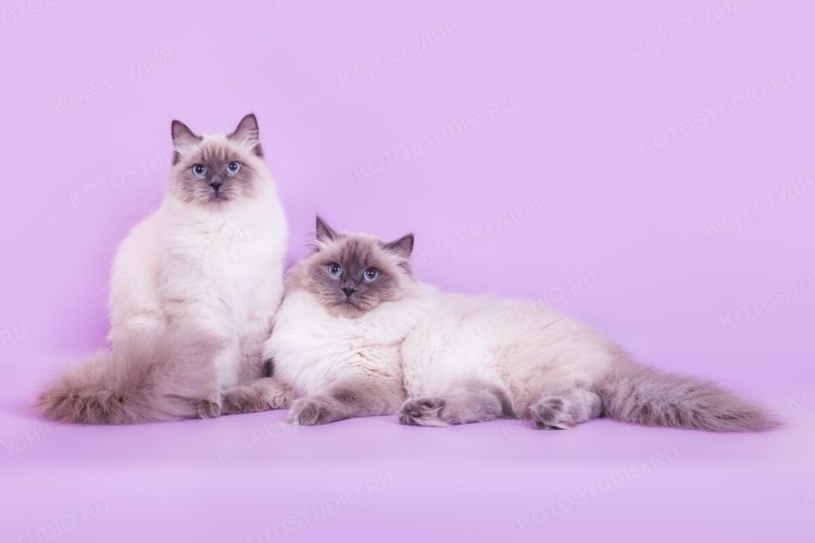 Невская маскарадная котята