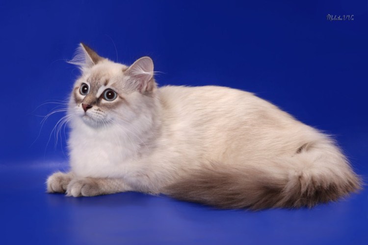 Невская маскарадная