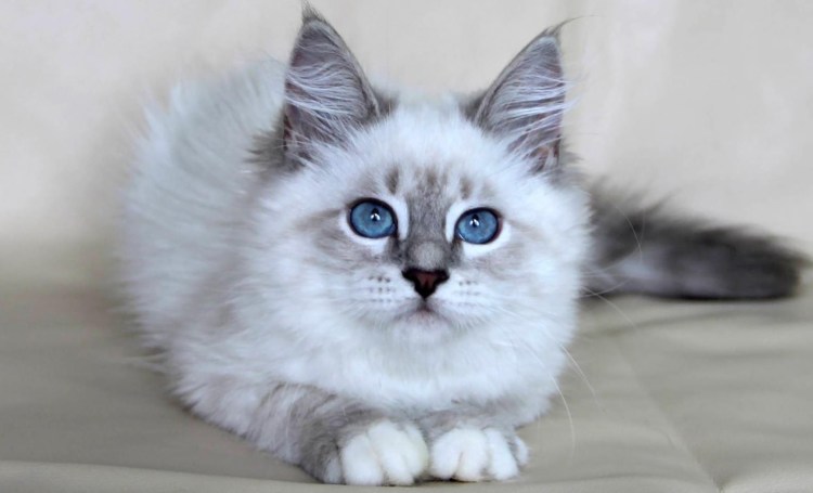 Невская маскарадная