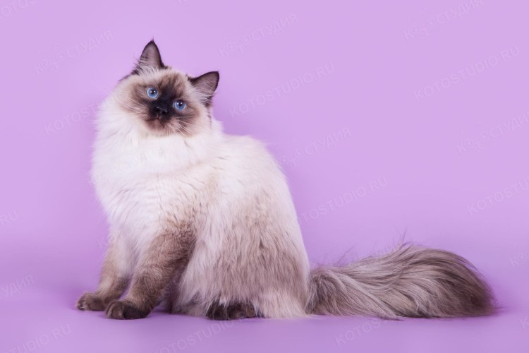 Порода кошек Невская маскарадная