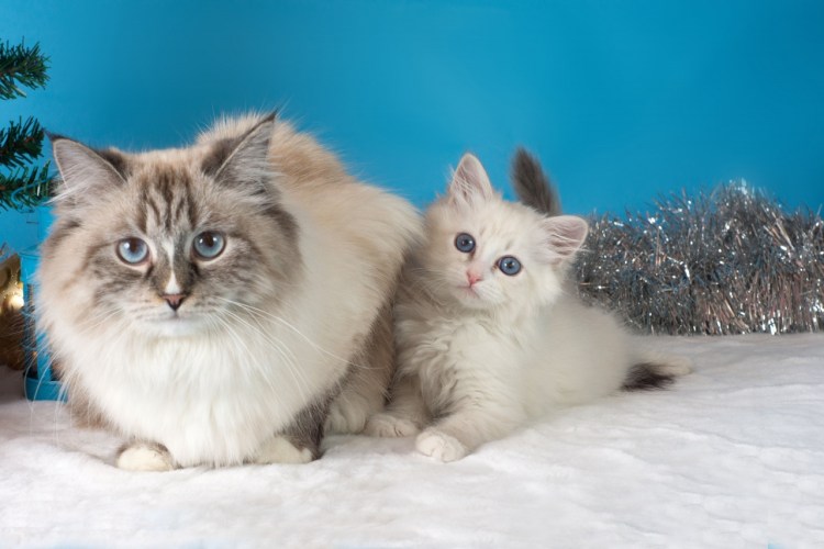 Невская маскарадная кошка