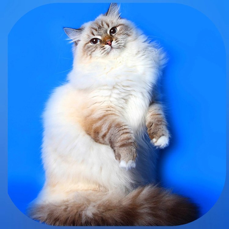 Невская маскарадная