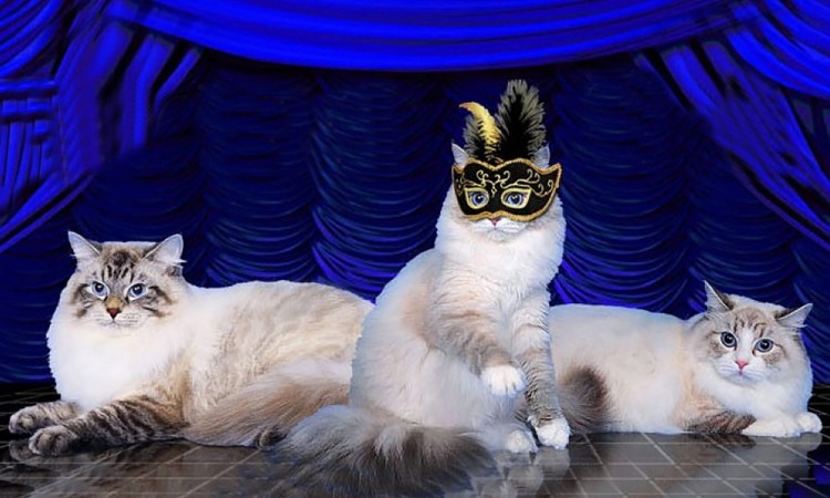 Невская маскарадная котята