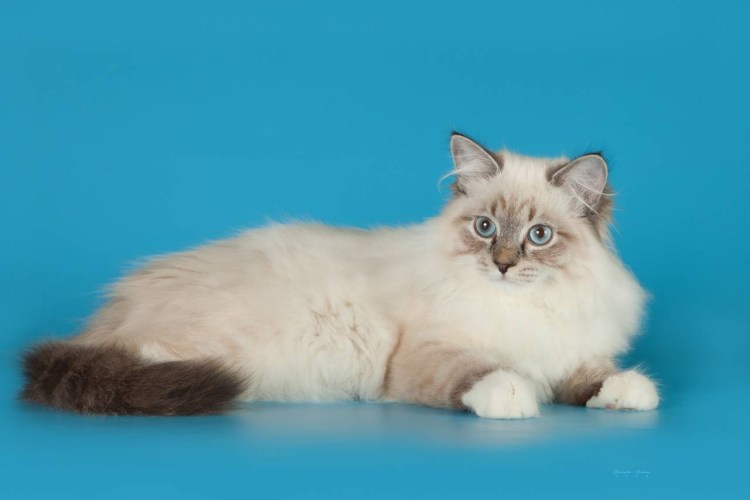 Невская маскарадная кошка