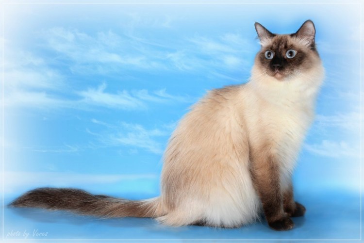 Сиамско Сибирская кошка