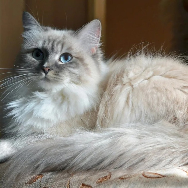 НЕВСКАЯ%20 МАСКАРАДНАЯ%20 КОШКА