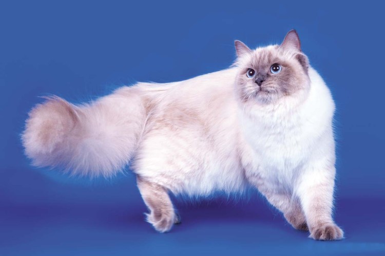 Невская маскарадная кошка