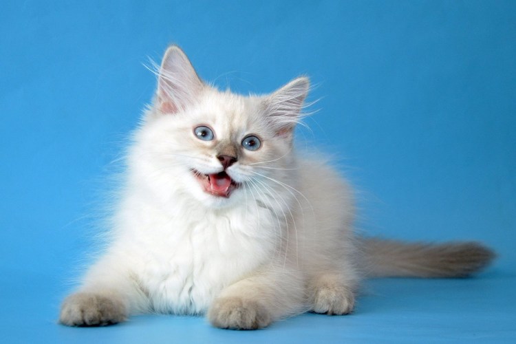 Невская маскарадная кошка