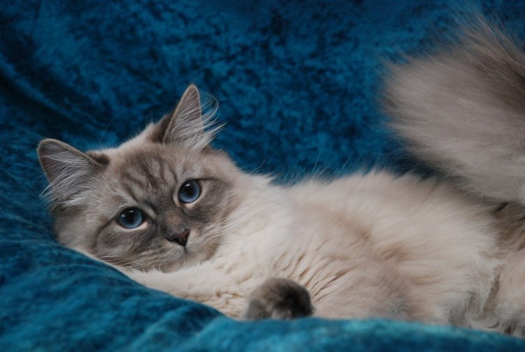 Невская маскарадная