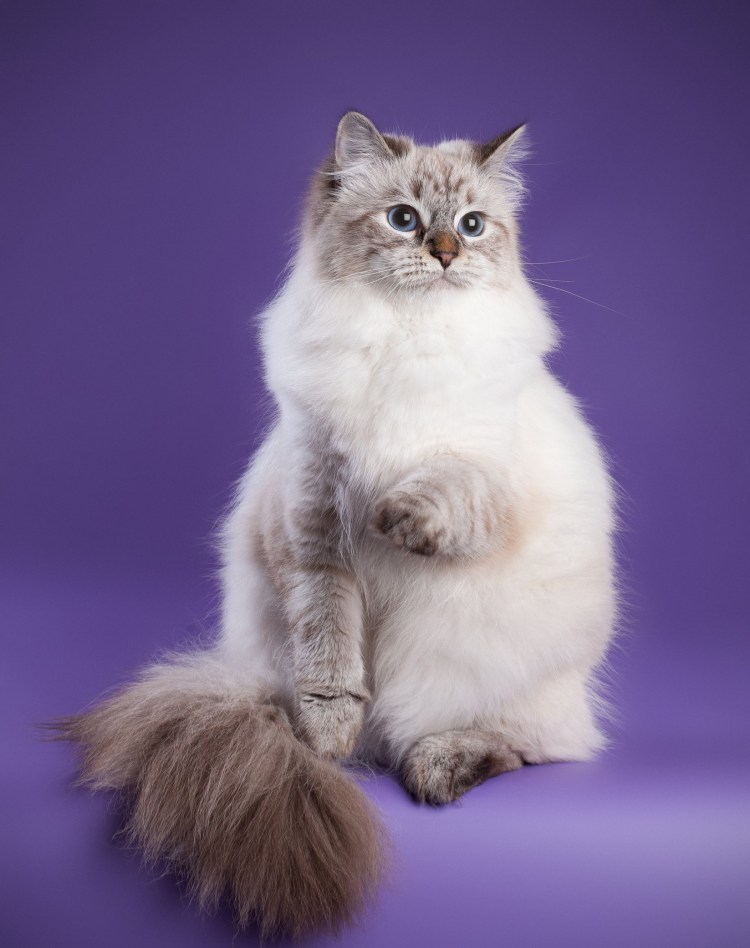 Невская маскарадная кот