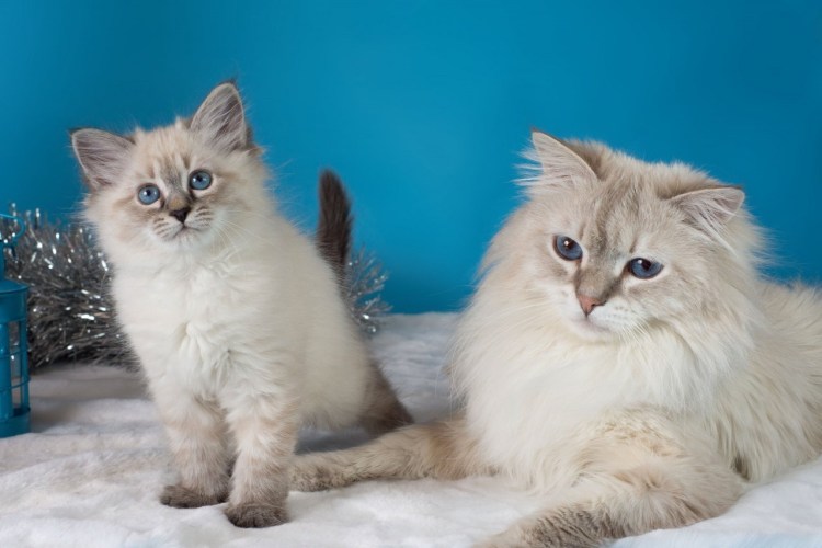 Сиамская Невская маскарадная