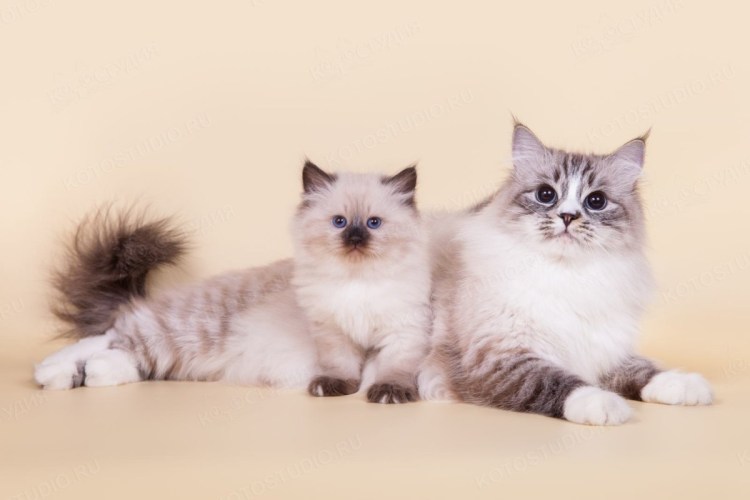 Невская маскарадная