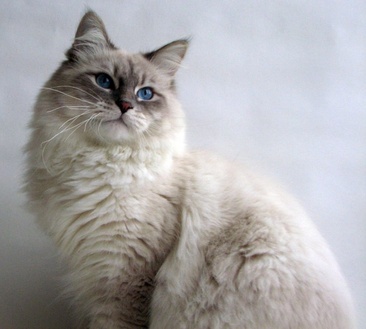 Сибирская Невская маскарадная