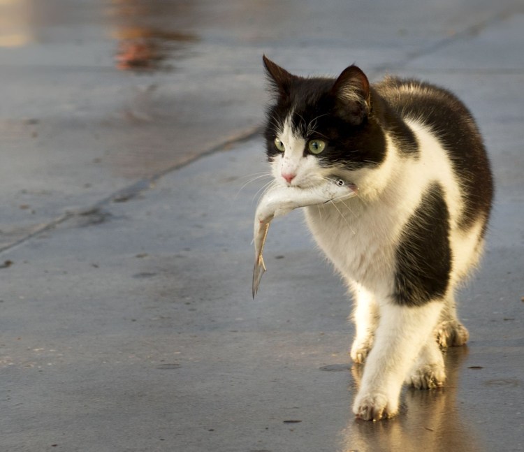 Кошка с рыбой в зубах