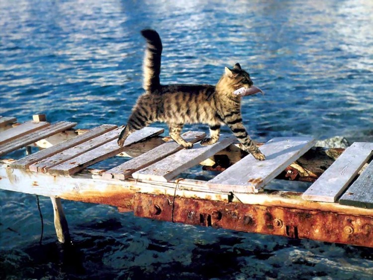 Кошка рыбачит