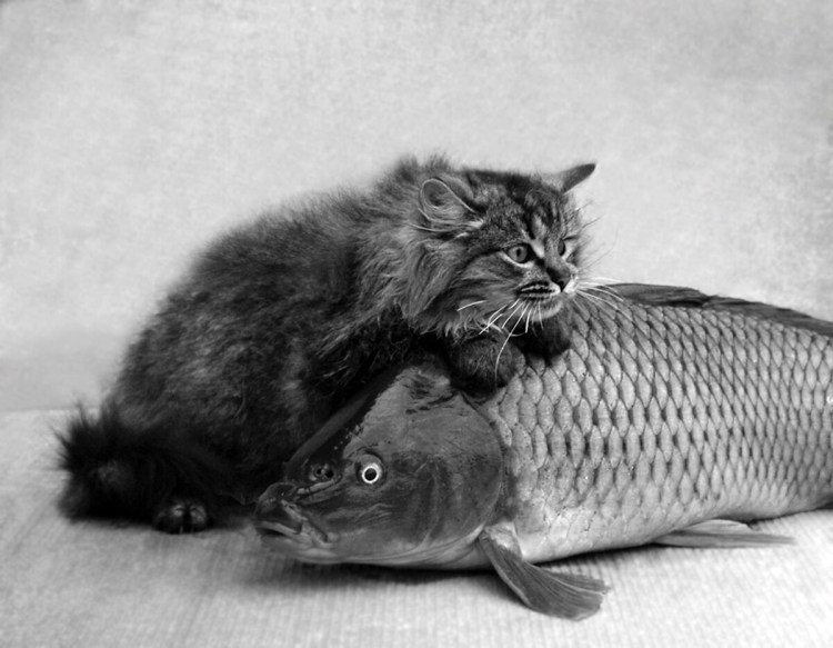 Рыба кошка