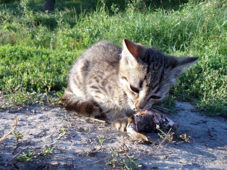 Кот с рыбкой в зубах