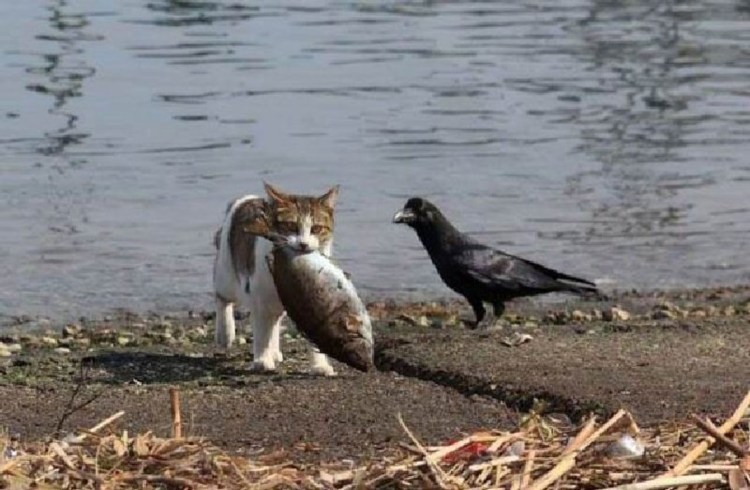 Кот и ворона