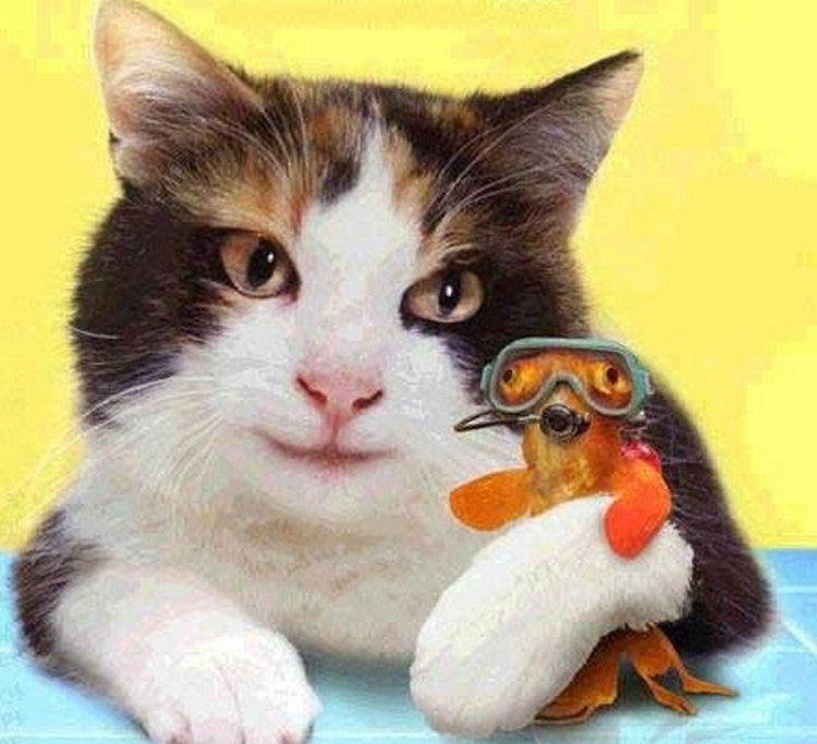 Котик с рыбкой во рту