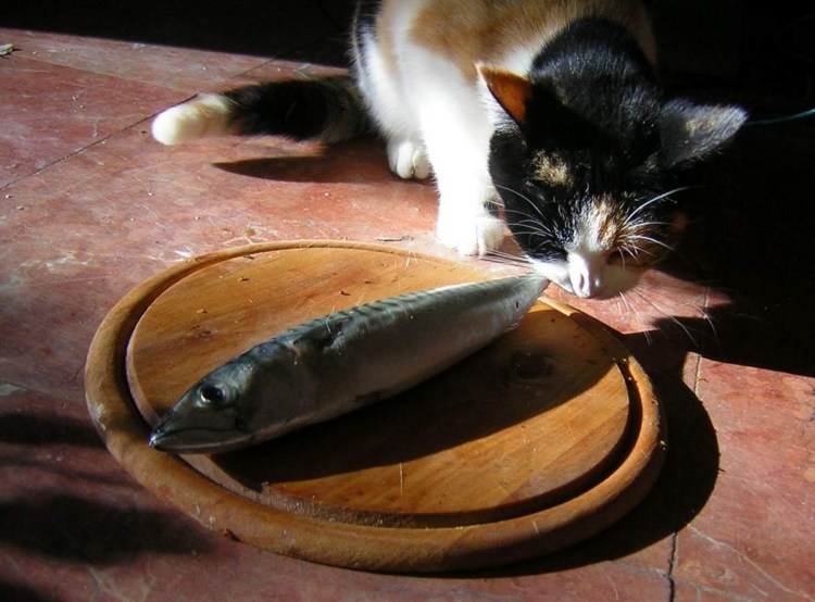 Кот с рыбой