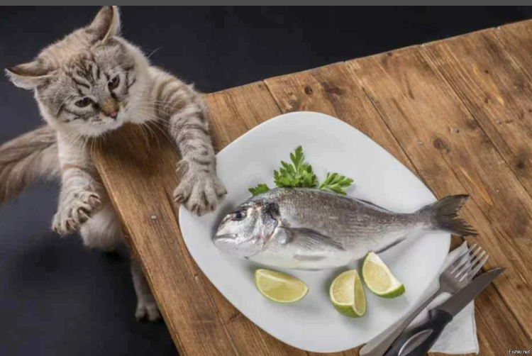 Кошка ворует рыбу