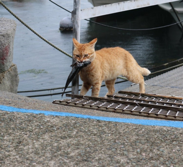 Кошка охотится на рыбу