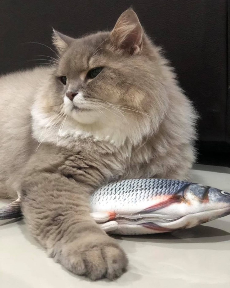 Как выглядит рыба кот