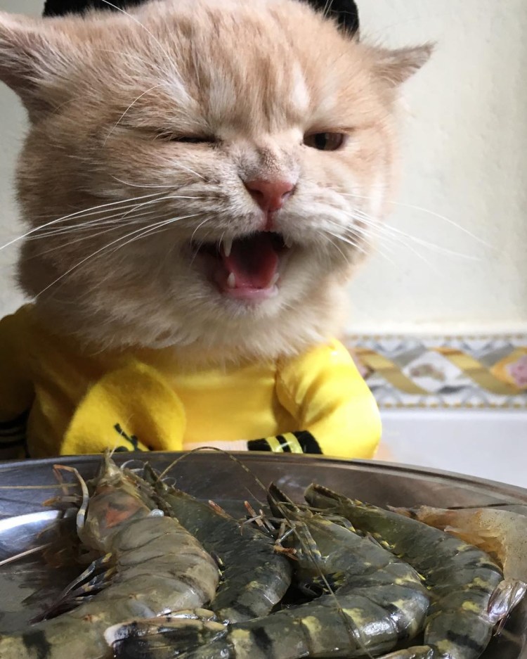 Довольный кот с рыбой