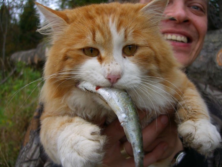 Рыжий кот с рыбой