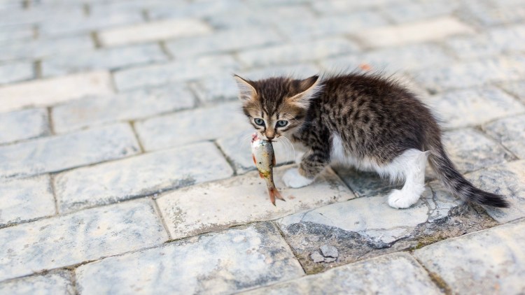 Кошка несет котенка в зубах