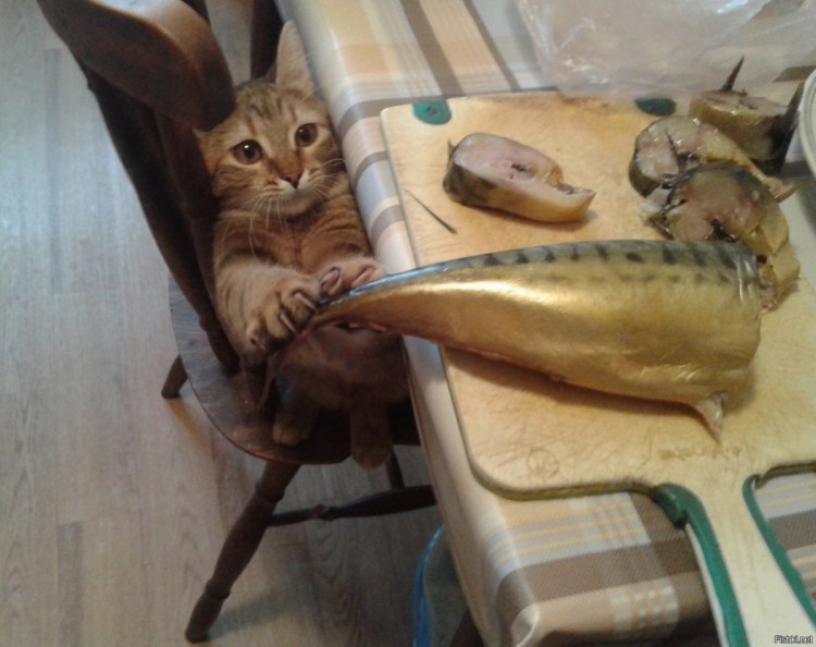Смешной кот с рыбой