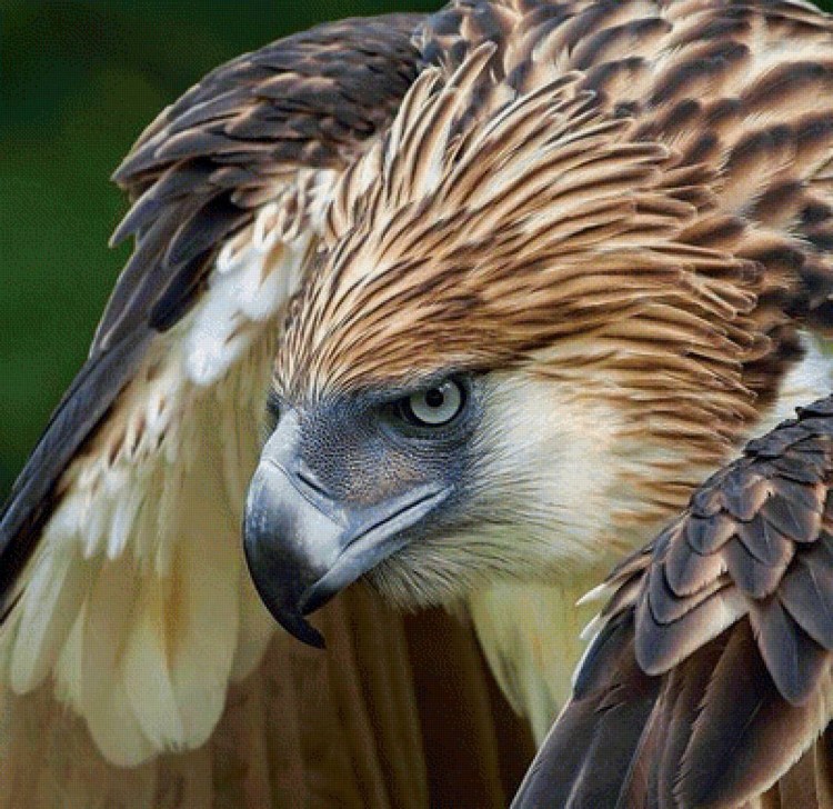 Филиппинский Орел-обезьяноед