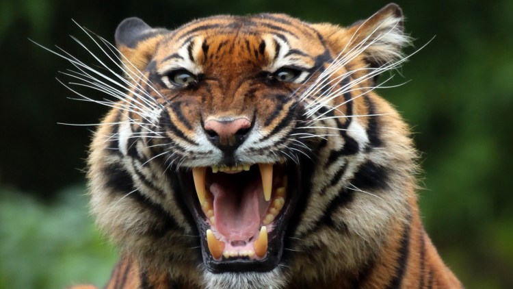 Свирепый оскал тигра