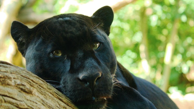 Черный Ягуар Майя