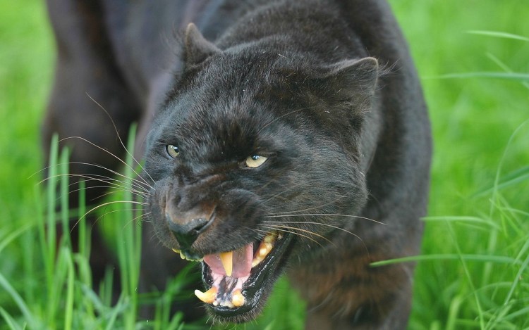 Пума черная