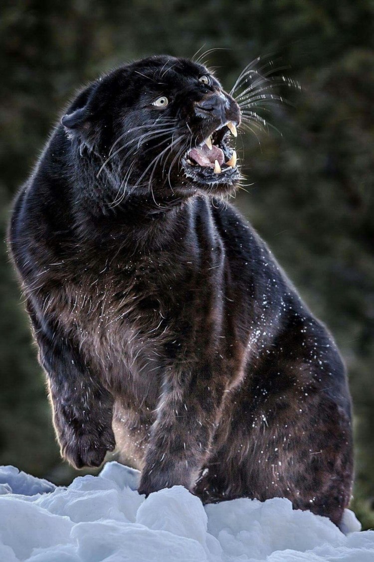 Пантера Шварцера» (2014; черная пантера )