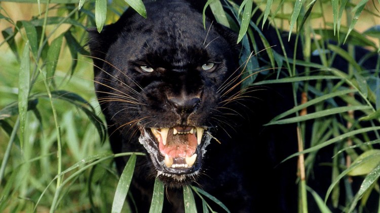 Пантера йагуар