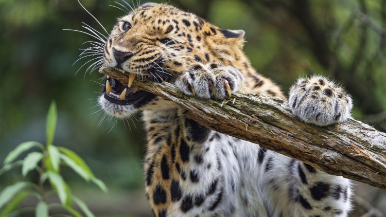 Хищные животные