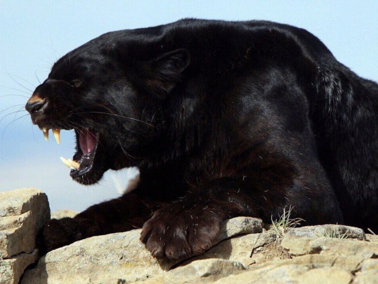 Пантера ареал