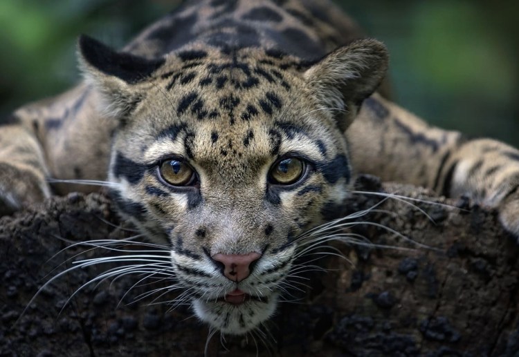 Дымчатый леопард меланист