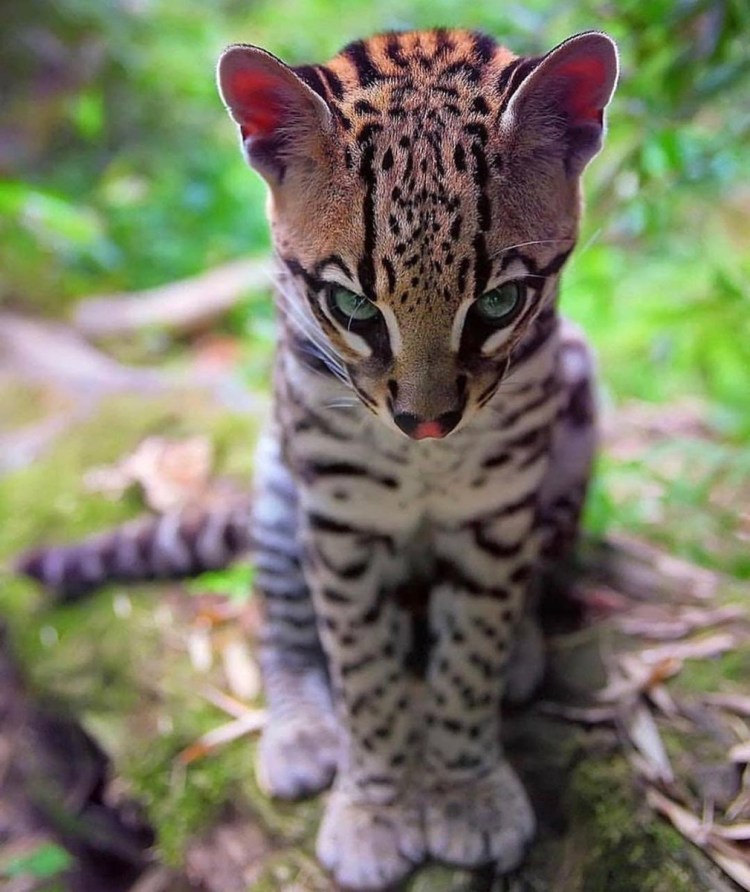 Оцелот тигробыль